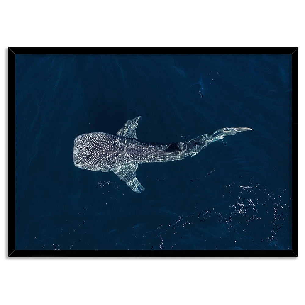 Whale Shark Aerial Ocean Canvas Wall Art – black floating frame