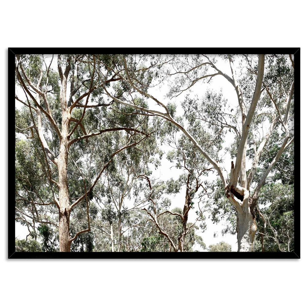 Australian Gumtree Landscape Canvas Wall Art – black floating frame