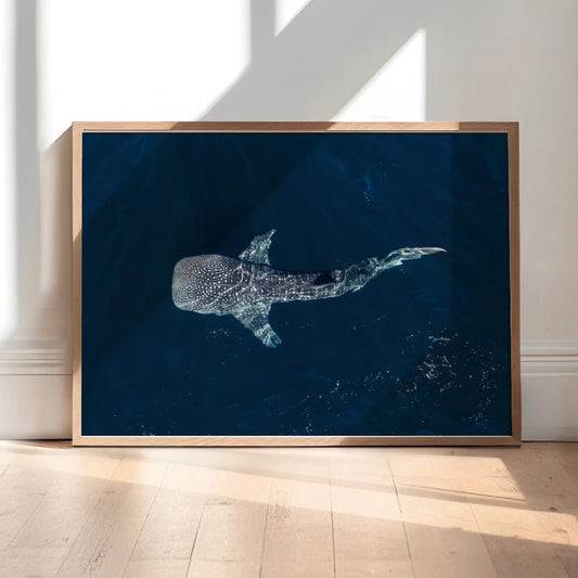 Whale Shark Aerial Ocean Canvas Wall Art – bedroom lifestyle