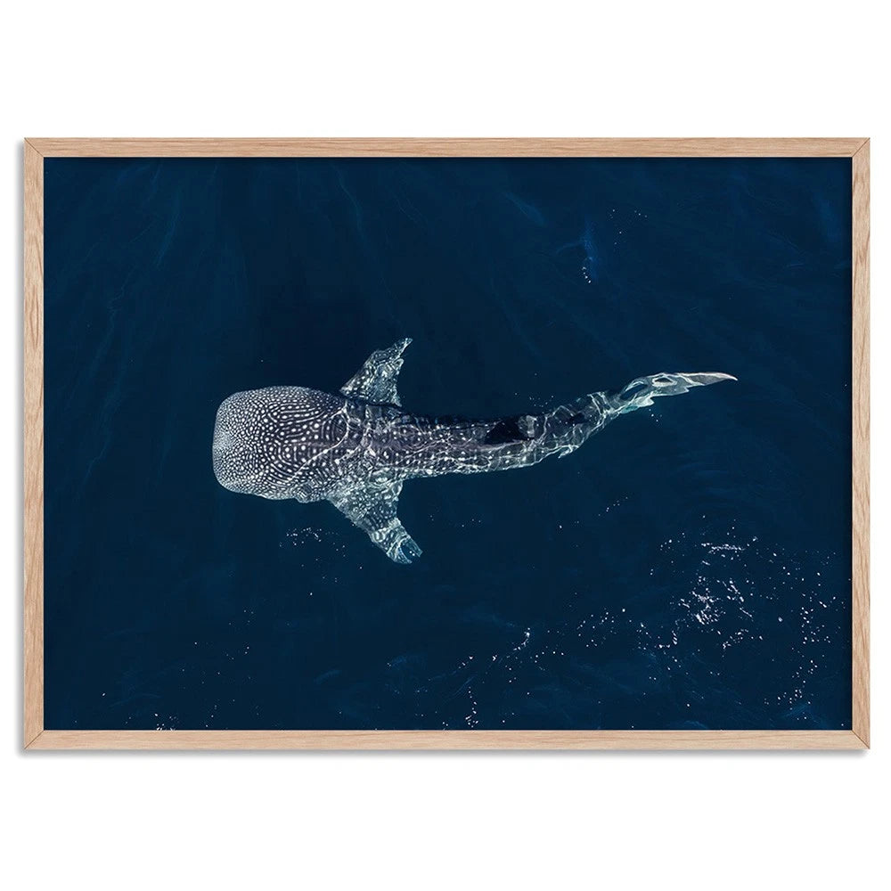 Whale Shark Aerial Ocean Canvas Wall Art – birch floating frame
