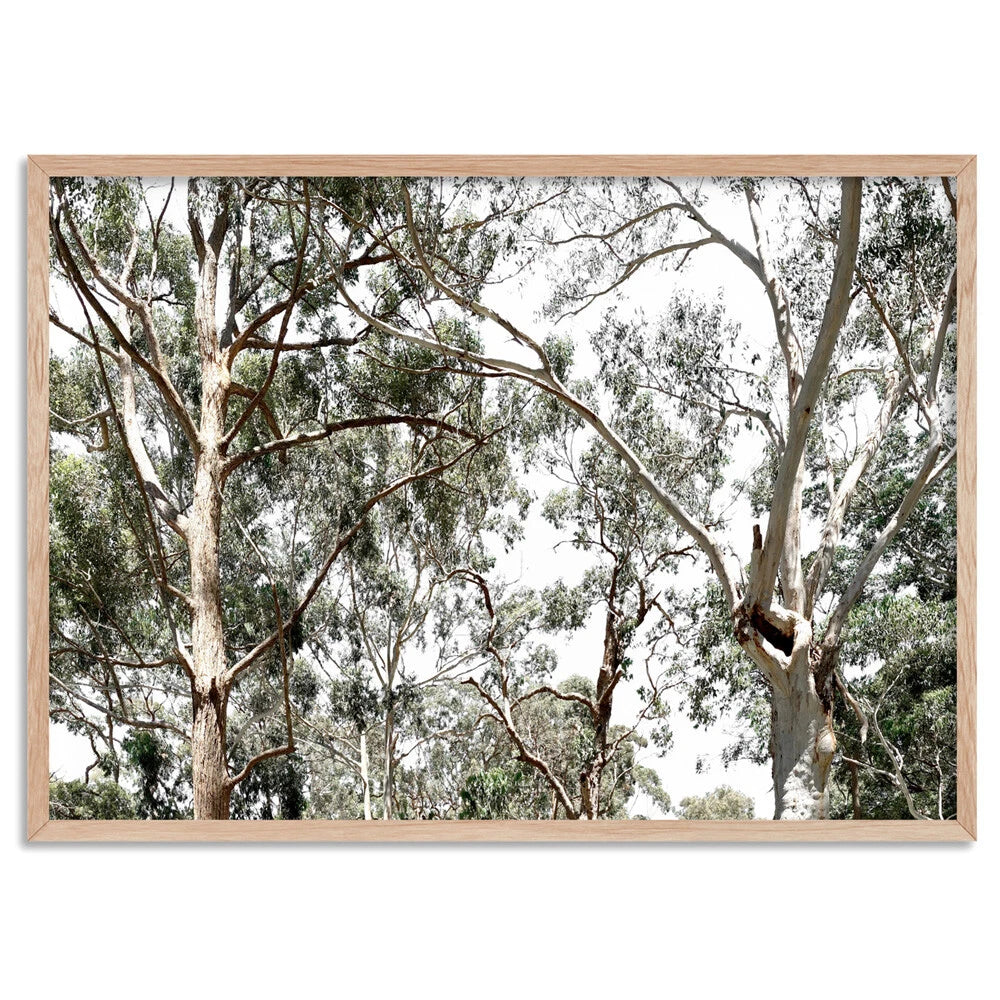 Australian Gumtree Landscape Canvas Wall Art – birch floating frame